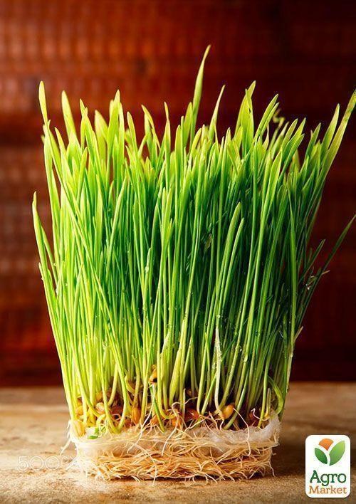 Проращиватель (спраутер) для семян и микрозелени  ТМ "Green Vitamin" - фото 7