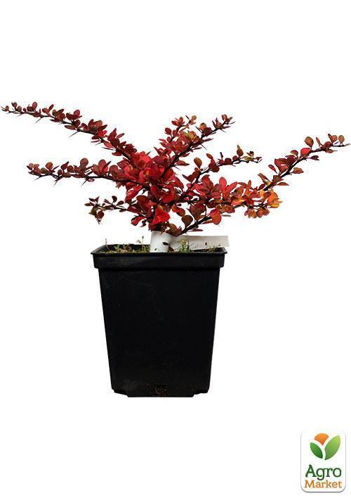 Барбарис Тунберга Green Carpet  (контейнер P9) - фото 5