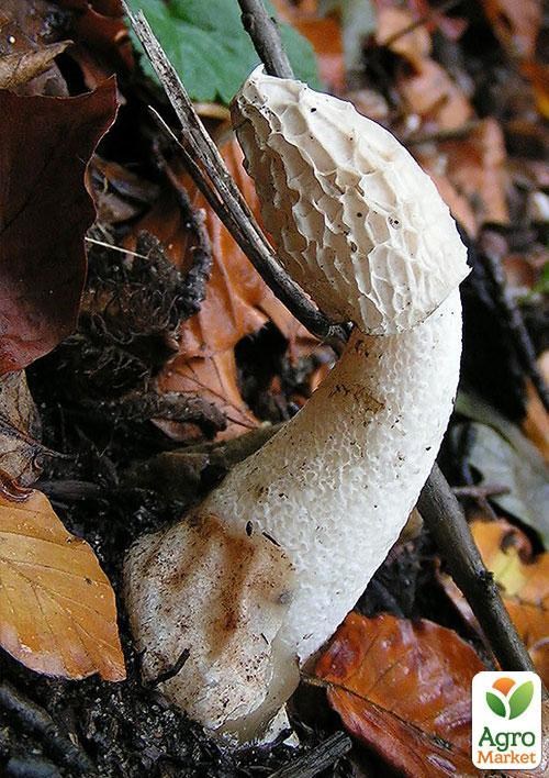 Сухой зерновой мицелий "Веселка обыкновенная" 100г