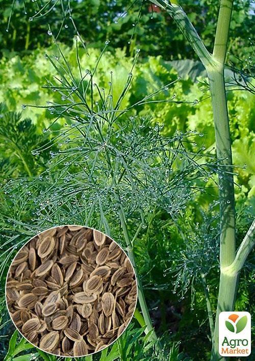 На развес Укроп "Ажурный" ТМ "Весна" цена за 20г