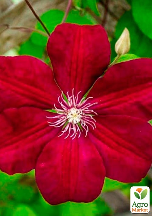 Клематис 3-х летний "Rouge Cardinal" С2 - фото 2