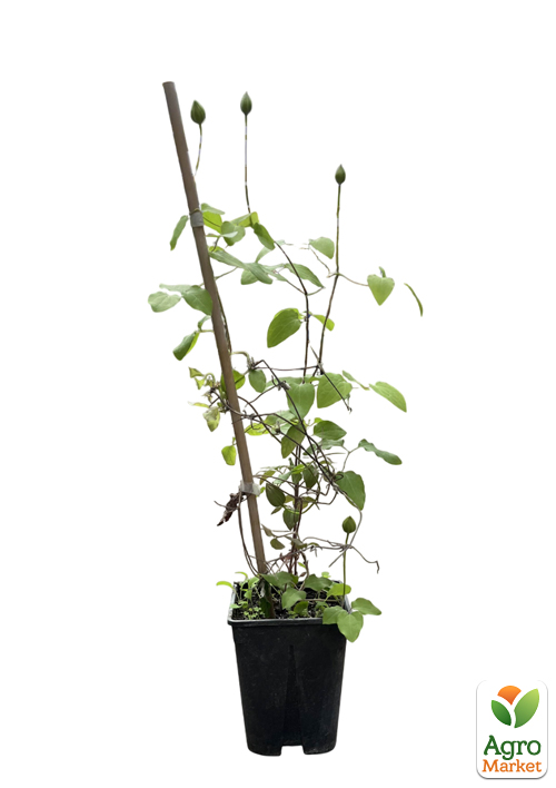 Клематис 2-х річний "Asao" вазон С2 вазон - фото 2