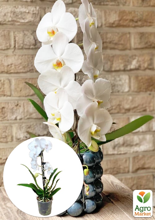 Орхідея (Phalaenopsis) "Cascad Formidablo" висота 35-45см