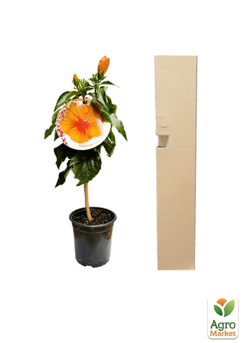 Гибискус на штамбе "Sunny Bordeaux" - фото 5