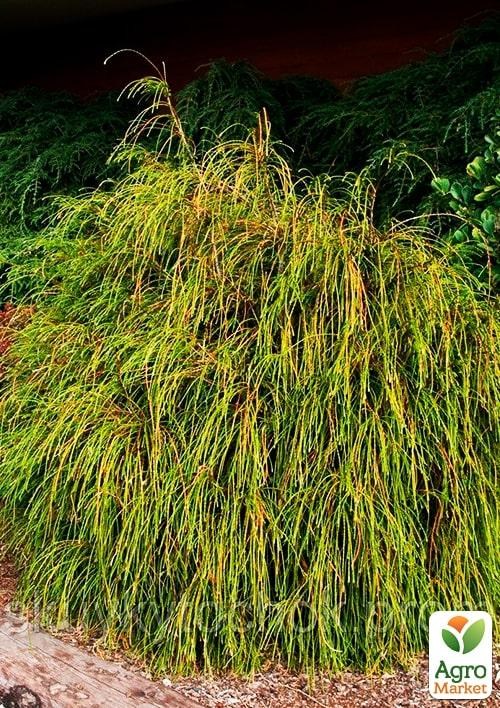 Туя 3-х летняя складчатая "Whipcord" С3 диаметр 25-35см - фото 4