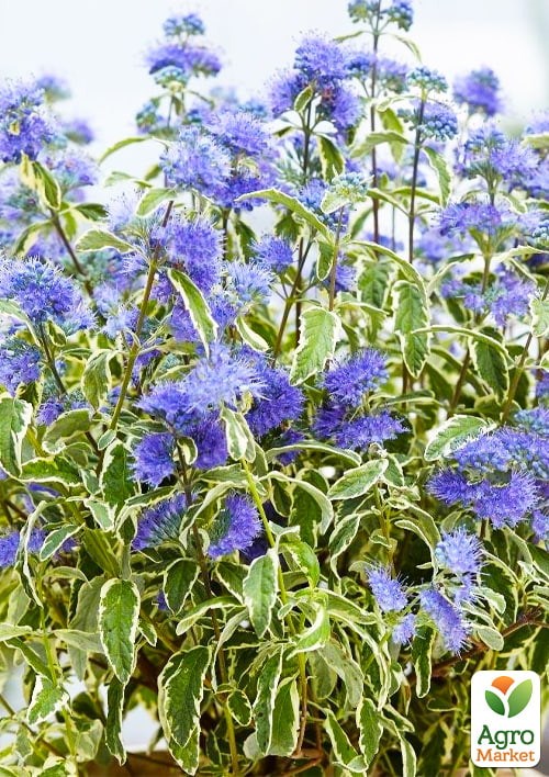 Каріоптеріс "White Surprise" - фото 2