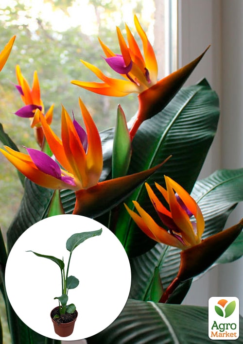 Стреліція Королівська "Bird of Paradise"