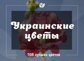 Найбільш «українські» квіти