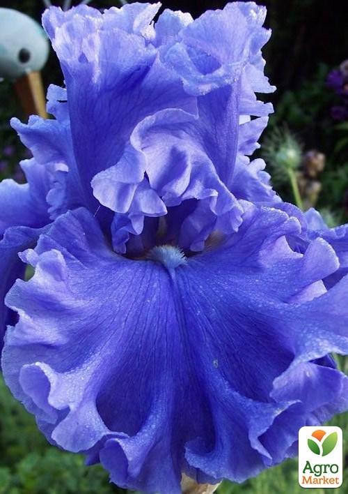 Ірис бородатий великоквітковий "Lynette Blue"