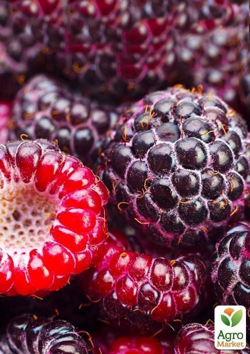 Эксклюзив! Малинно-ежевичный гибрид чёрный с глянцевым блеском "Роскошный блюз" (Luxury Blues) (премиальный крупноплодный сорт)