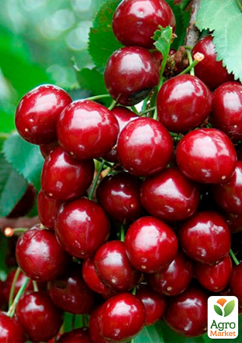 Черешня колоновидная "Сильвия" Эксклюзив - фото 2