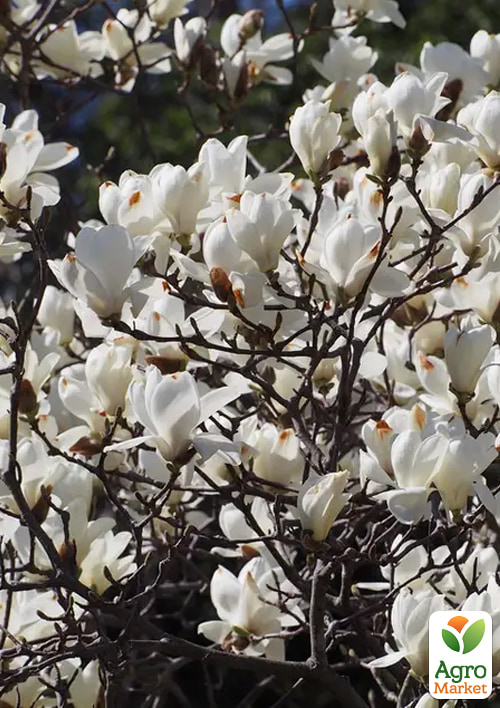 Магнолия 2-х летняя обнажённая "Double Diamond" (высота 25-35см) - фото 2