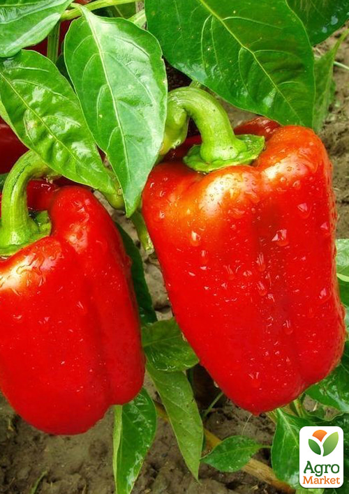 На развес Перец "Арчи" ТМ "Весна" цена за 1г