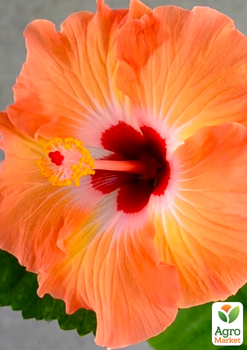 Гибискус комнатный "Boreas Orange"  - фото 7