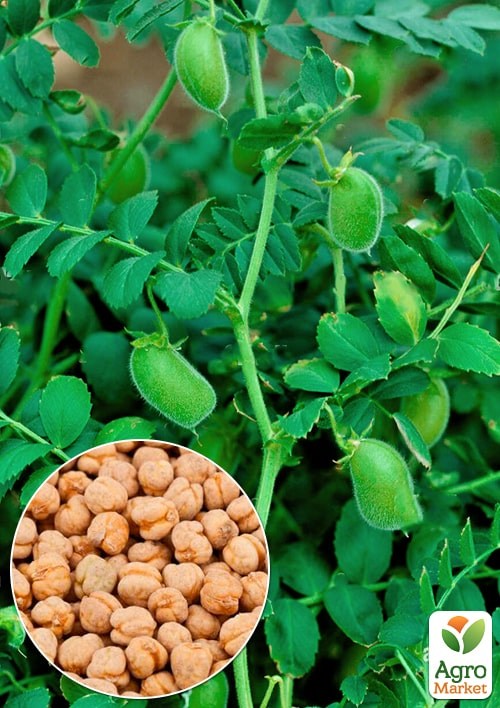 Нут "Триумф" ТМ "Весна" 500г