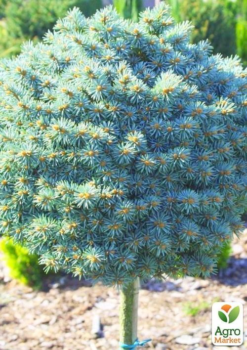 Ель колючая на штамбе «Glauca Compacta» С5, высота 100-120см - фото 3