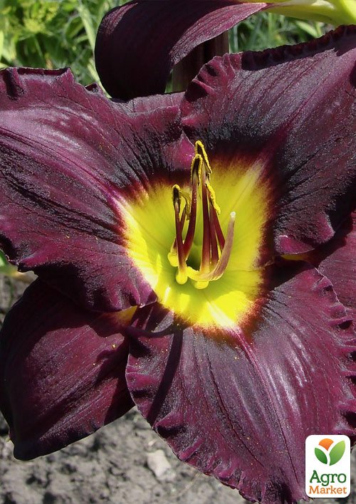 Лилейник "Bela Lugosi " 1шт в упаковке - фото 4