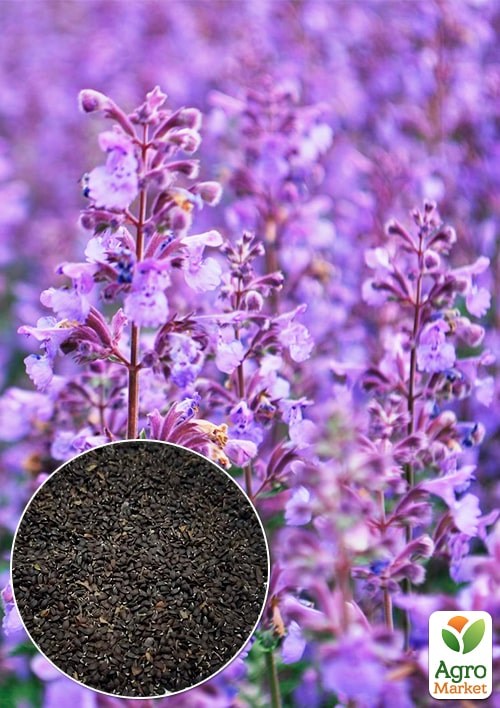 Змееголовник "Лимонный аромат" ТМ "Весна" 0.5г