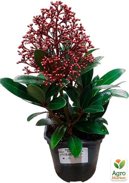 LMTD Скіммія японська "Rubella" висота рослини 20-30см - фото 5