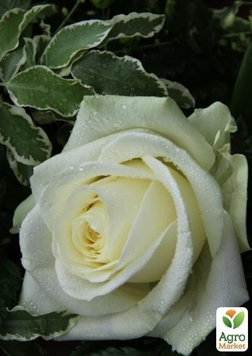 Роза чайно-гибридная "Аваланж" Суперцена!