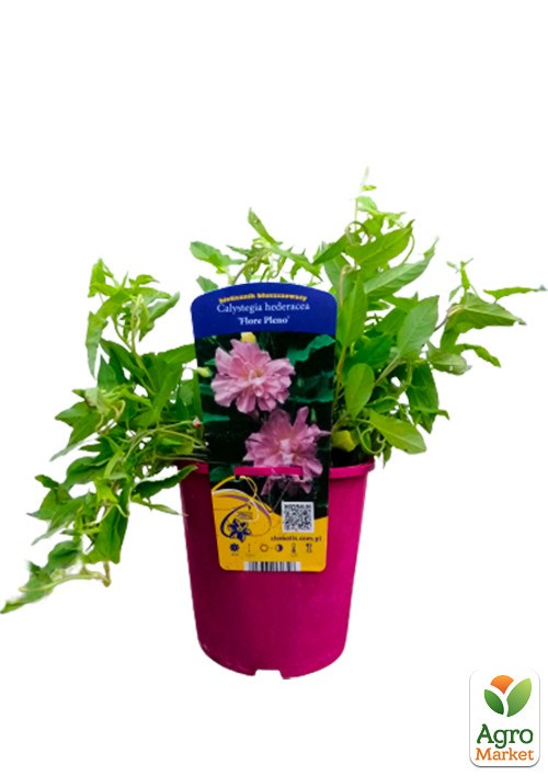 Калистегия махровая 3-х летняя (Calystegia hederacea Flore Pleno) С2 - фото 2