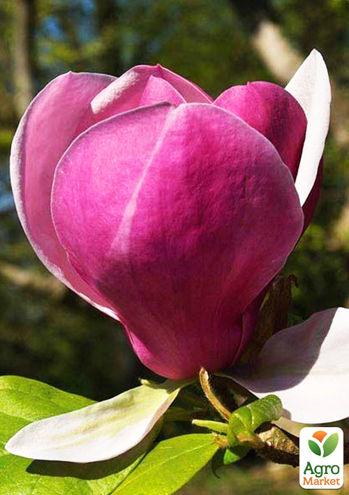 Магнолия "Lennei" (Ленней) 