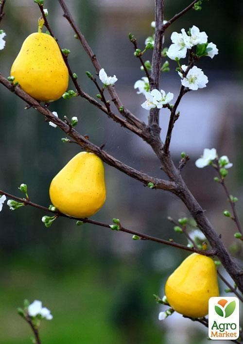 Эксклюзив! Груша желто-золотистая "Сладкий аромат" (Sweet aroma) (французская селекция, премиальный высокоурожайный сорт) - фото 6