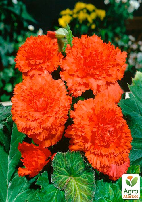 Бегонія "Фімбріата помаранчева" 1шт