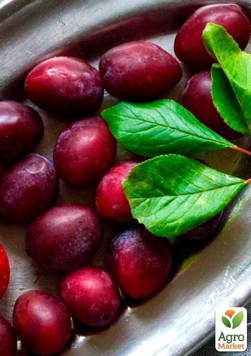 Алича "Ред Харт" (літній сорт, середній термін дозрівання)