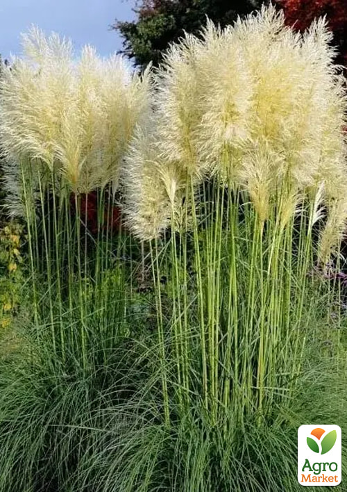 Кортадерия "Пампаское перо серебристое" ТМ "Vesna Select" 0.1г - фото 3