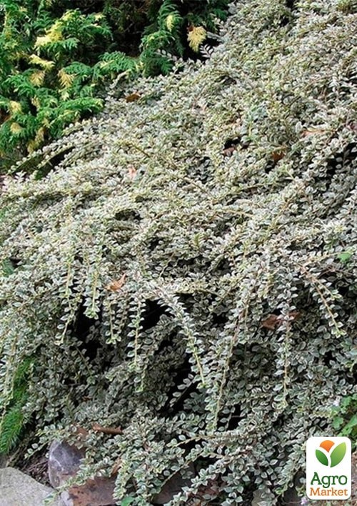 Кизильник горизонтальный пестролистный "Variegatus" - фото 3