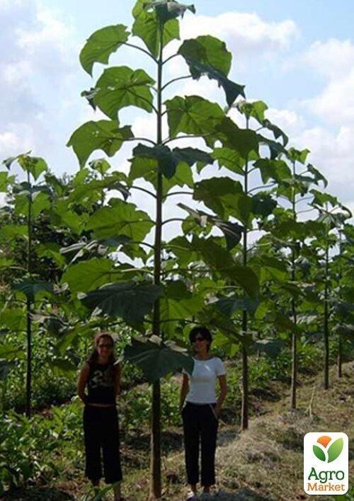 Павловнія для деревини "Paulownia Energy" (Морозостійкий Superhybrid 33С) вазон Р9 - фото 2