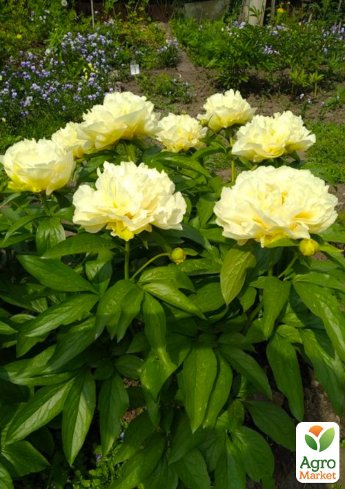 Пион травянистый "Sunny Girl" (гигантский цветок) - фото 2