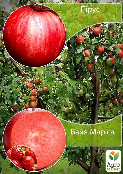 Дерево-сад Яблоня "Пирус+Байя Мариса" 