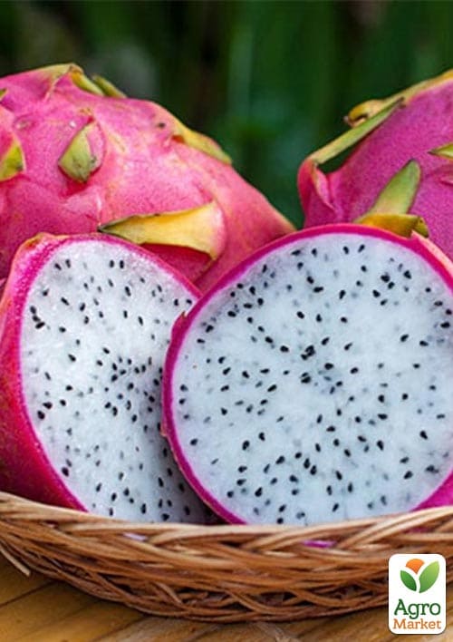 Пітахайя 2х-річна - фото 2