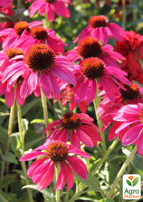 Эхинацея 2-х летняя "Pearl Magenta" вазон С1.5