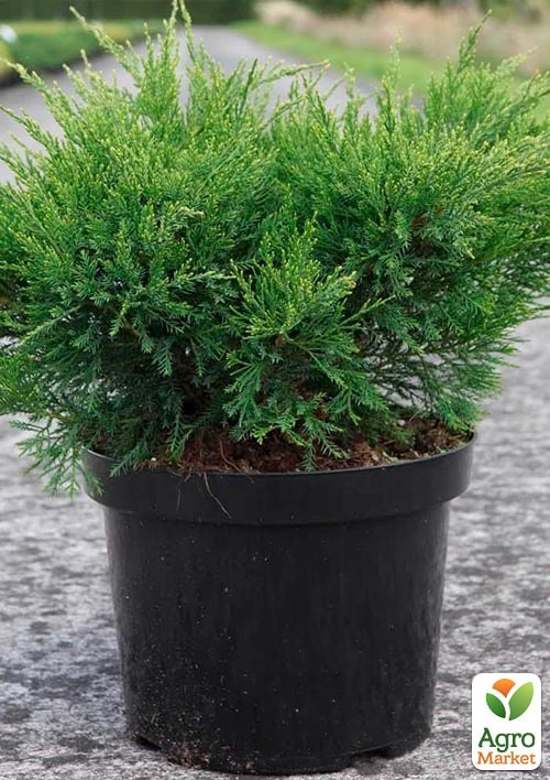 Ялівець середній "Mint Julep" (ком/сітка) діаметр 100-120 см - фото 4