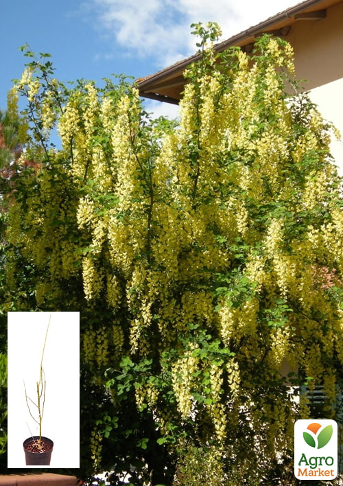 Лабурноцитісус Адама (Laburnocytisus adamii) вазон С5, висота 80-120см