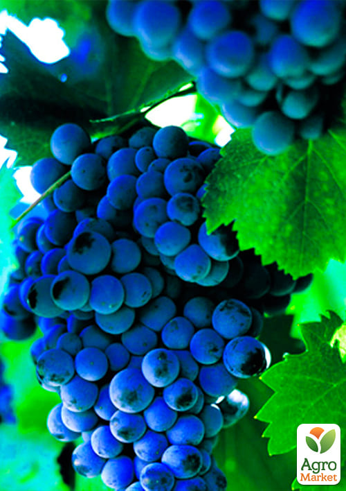 Виноград "Молдова" (поздний срок созревания, хорошо хранится до 180 дней и транспортируется) - фото 2