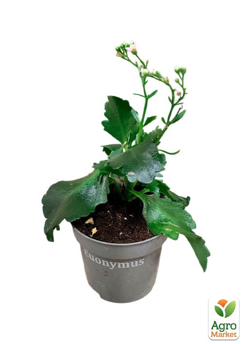 Каланхоэ Блоссфельда "MIX" Уценка" (Kalanchoe Blossfeldiana) (Нидерланды) - фото 2