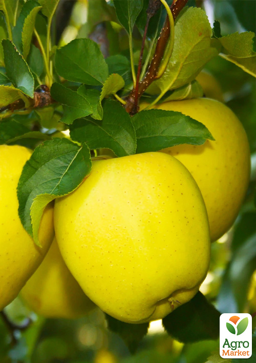 Яблуня "Голден Гібсон Смуті" (зимовий сорт)