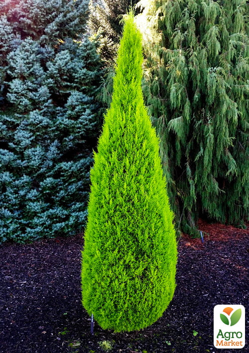 Кипарисовик «Goldcrest Wilma» (Pyramide) висота 30-45см - фото 5
