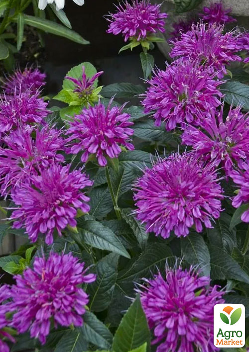 Бергамот (Монарда)  "Pardon My Purple"