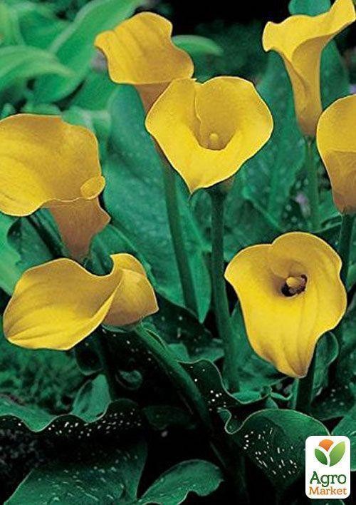 Калла "Black Magic" 1шт в упаковке - фото 3