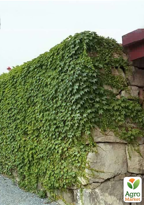 Плющ обыкновенный 2-х летний "Chicago" С2 высота 25-50см - фото 4