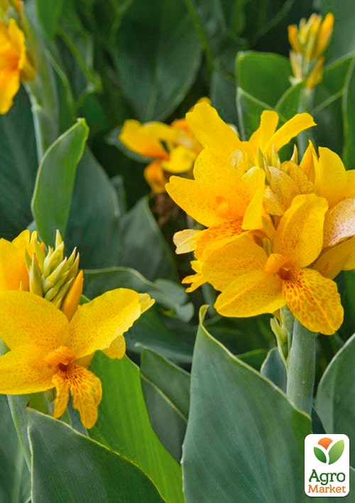 Канна "Caballero" - фото 2