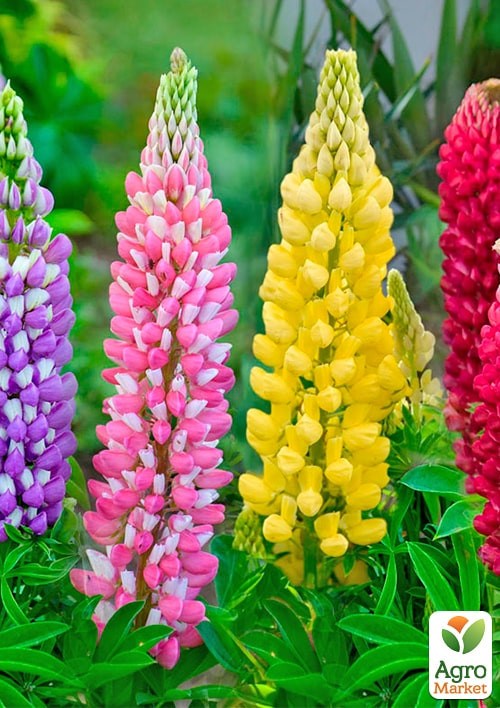 Люпин "Mixture of colors" (зипер) ТМ "Весна" 1г - фото 2