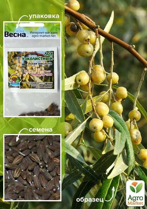 Лох узколистный (Зипер) ТМ "Весна" 1г