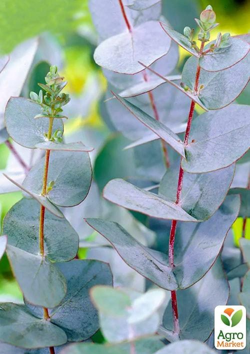 Евкаліпт кімнатний "Baby Blue" - фото 2