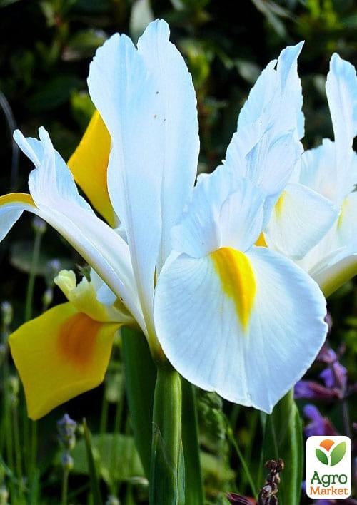 Ирис голландский "Alaska"  5шт в упаковке